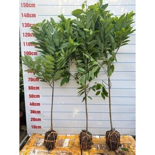 Na choai cây nhỡ