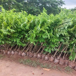 Na choai cây nhỡ