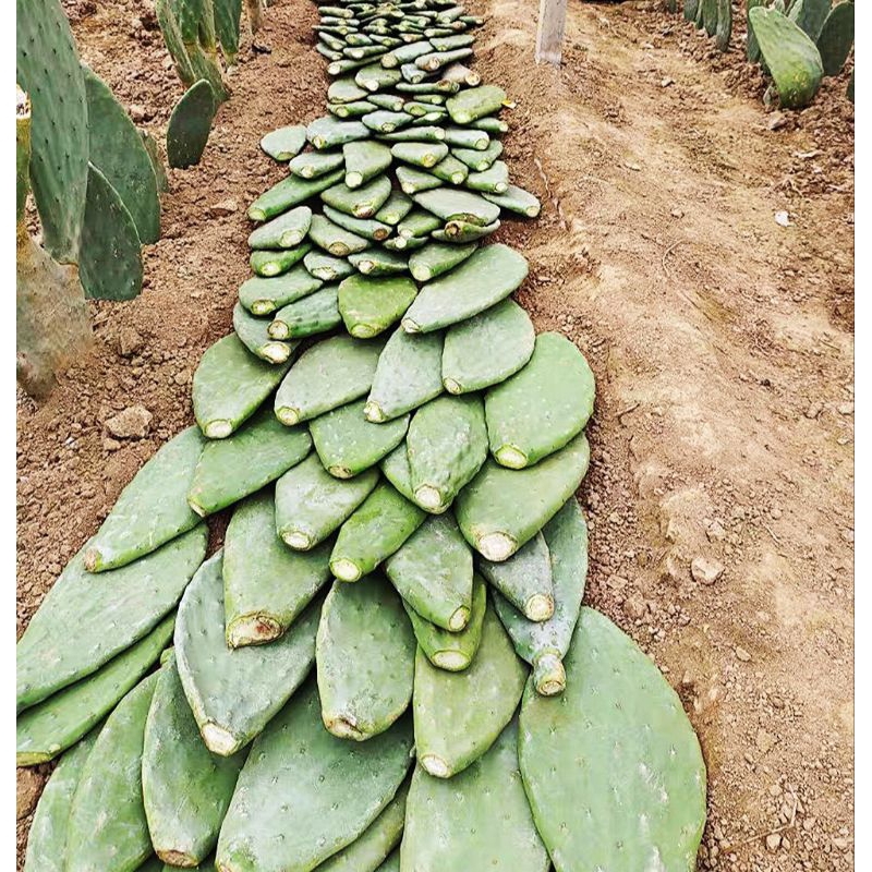 Nopal OFI Mexico chuẩn giống