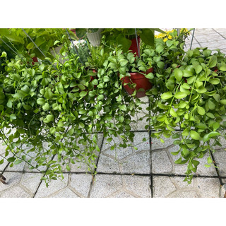 Lan hạt dưa chậu nhỏ