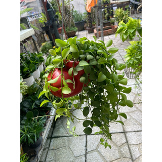 Lan hạt dưa chậu nhỏ