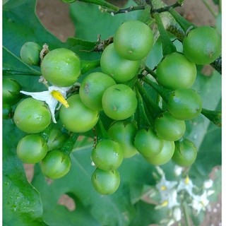 1kg quả cà gai hoa trắng