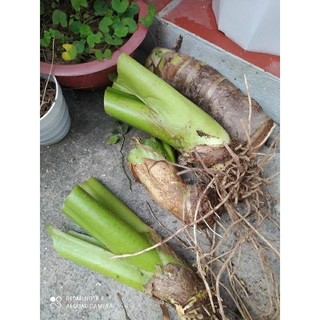 Giống cây ráy mua 3 tặng 1