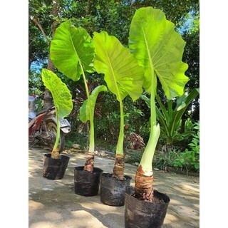 giống cây ráy mua 3 tặng 1