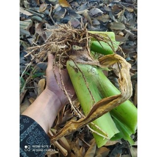 giống cây ráy mua 3 tặng 1