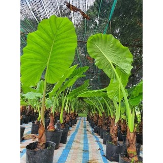 giống cây ráy mua 3 tặng 1