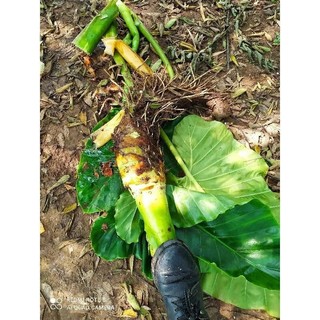 giống cây ráy mua 3 tặng 1