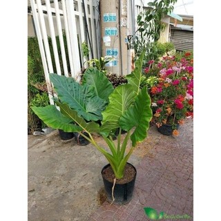 giống cây ráy mua 3 tặng 1