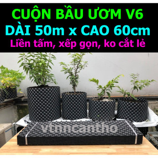 Cuộn 50m bầu ươm cây v6 cao 60cm