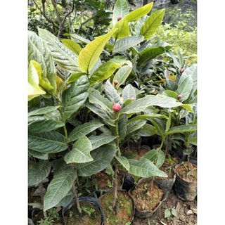 Cây hải đường đỏ