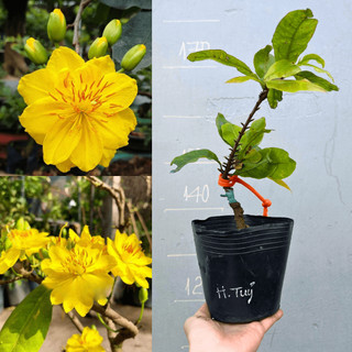 Mai Huỳnh Tỷ chuẩn giống, gốc ghép khoẻ ổn định