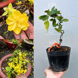 Cây mai Quắn gốc ghép khoẻ, ổn định