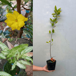 Cây giống Mai Giảo Bạch Kim chuẩn giống, gốc ổn định