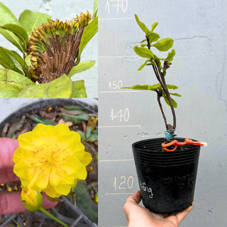 Cây giống Mai Móng Rồng chuẩn giống, gốc ổn định