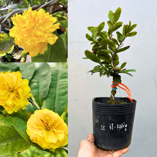 Mai Cúc Hoa Hồng Thanh Tú chuẩn giống, mắt ghép ổn định