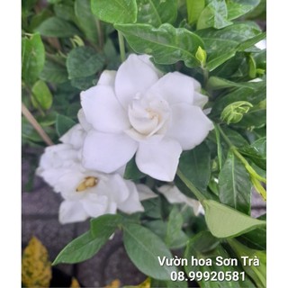 Cây hoa dành dành hoa kép, rất thơm.