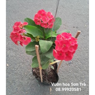 Cây xương rồng bát tiên, hoa đỏ, đang hoa.