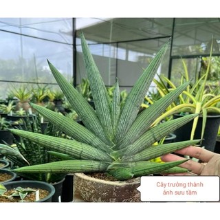 Chậu lưỡi hổ lá tròn, sọc dọc đậm rõ nét, dáng rẽ quạt, xoáy nhẹ - Sansevieria Rookie