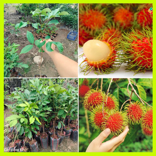 Cây giống chôm chôm Thái cho năng suất cao.