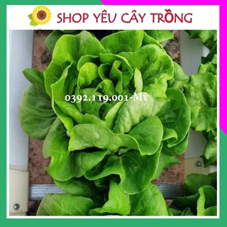 Hạt xà lách Búp Butter chịu nhiệt tốt giòn ngọt 50 hạt