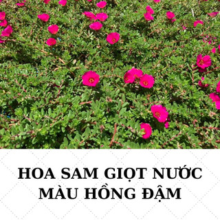 Hoa sam giọt nước 2 màu  số lượng hoa nở nhiều