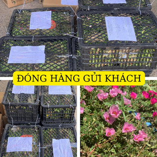 Hoa sam giọt nước 2 màu  số lượng hoa nở nhiều