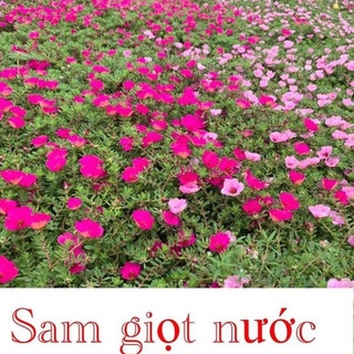 Hoa sam giọt nước 2 màu  số lượng hoa nở nhiều