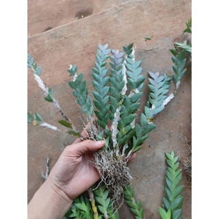 1 khóm lan xương cá đẹp