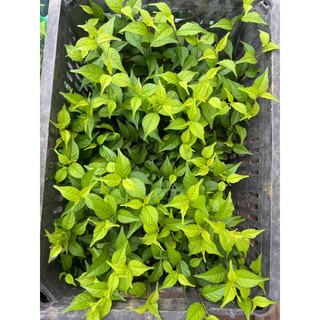 Cây giống Nhất chi mai (ảnh 4,5)