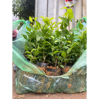 Cây giống Nhất chi mai (ảnh 4,5)