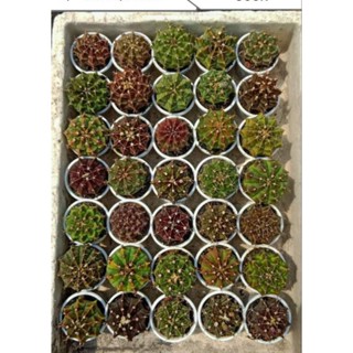 Xương rồng Gymno vân, nụ, vân tuyển đẹp size 4.5-6cm hoa ngẫu nhiên🌷