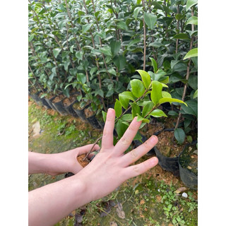 Cây Giống Trà my cao 30-40cm