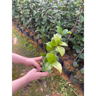Cây Giống Trà my cao 30-40cm