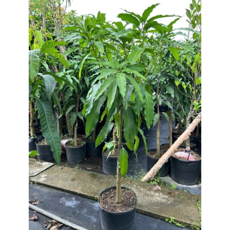 Cây 🌲 Xoài Thái (lớn)...1m7