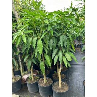 Cây 🌲 Xoài Thái (lớn)...1m7