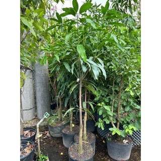 Cây 🌲 Xoài Thái (lớn)...1m7