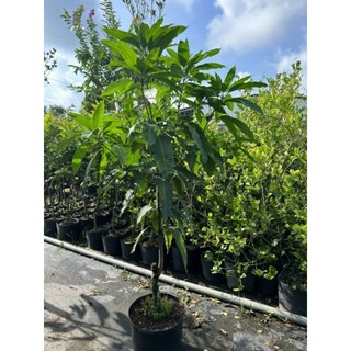 Cây 🌲 Xoài Thái (lớn)...1m7