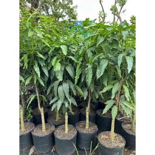 Cây 🌲 Xoài Thái (lớn)...1m7