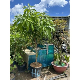 Cây 🌲 Xoài Thái (lớn)...1m7