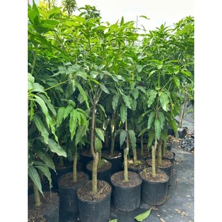 Cây 🌲 Xoài Thái (lớn)...1m7