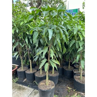 Cây 🌲 Xoài Thái (lớn)...1m7