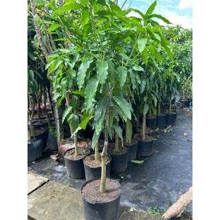 Cây 🌲 Xoài Thái (lớn)...1m7