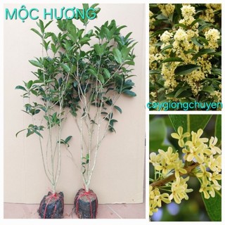 Cây hoa mộc hương ta hoa vàng cao 1m2-1m3