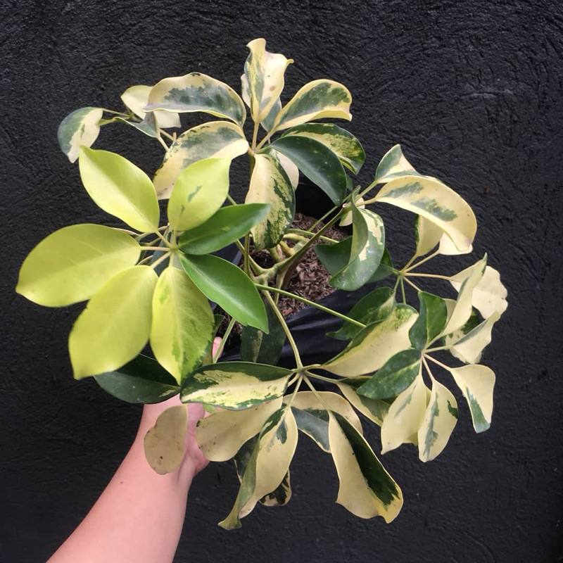 Cây ngũ gia bì cẩm thạch