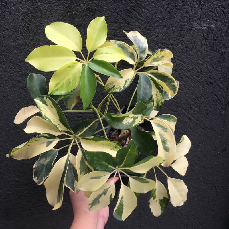 Cây ngũ gia bì cẩm thạch