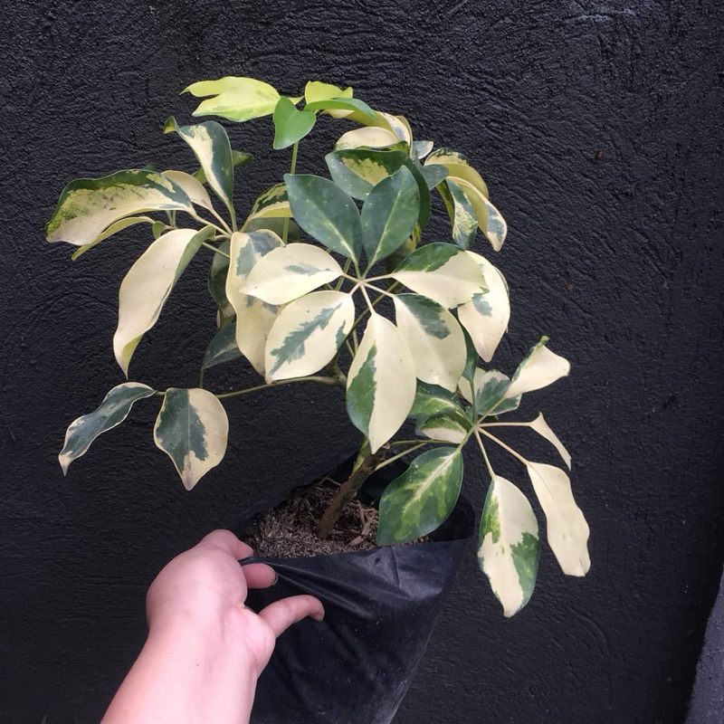 Cây ngũ gia bì cẩm thạch