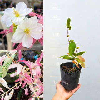 Cây giống Mai Trắng Đọt Hồng chuẩn gióng