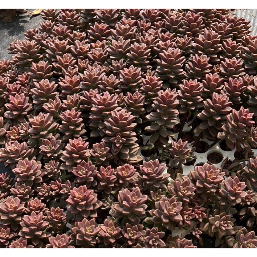 Sen Đá Nâu Cổ Thụ - Đã Thuần Khí Hậu - Green Life