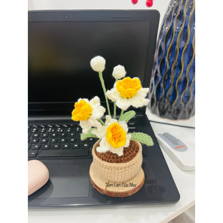 [ ảnh thật] CHẬU HOA THUỶ TIÊN LEN