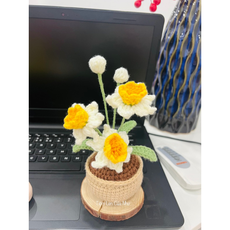 [ ảnh thật] CHẬU HOA THUỶ TIÊN LEN